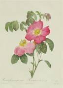 Rosa Tomentosa (Pierre Joseph Redouté) - Muzeo.com