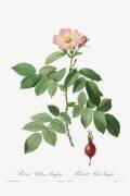 Rosa villosa (Pierre Joseph Redouté) - Muzeo.com