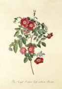 Rose : sans épines (Georg Dionysius Ehret) - Muzeo.com