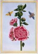 Rose trémière (Pierre-Joseph Buchoz) - Muzeo.com