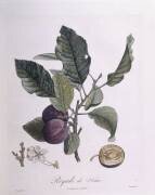 Royale de Tours (Pierre Jean Francois Turpin) - Muzeo.com