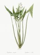 Sagittaria (Pierre Joseph Redouté) - Muzeo.com