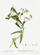 Smilax (Pierre Joseph Redouté) - Muzeo.com
