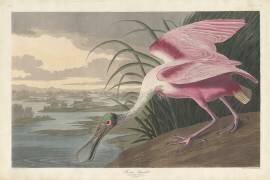 Spatule rosée (John James Audubon) - Muzeo.com