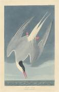 Sterne arctique (John James Audubon) - Muzeo.com
