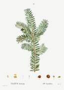 Taxus baccata (Pierre Joseph Redouté) - Muzeo.com