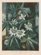 The Blue Passion-flower (Robert John Thornton) - Muzeo.com