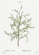 Thuya occidentalis (Pierre Joseph Redouté) - Muzeo.com