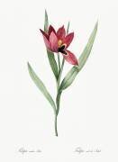 Tulipa oculus-solis (Pierre Joseph Redouté) - Muzeo.com