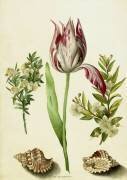 Tulipe (Maria Sibylla Graff Merian) - Muzeo.com