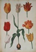Tulipes (anonyme) - Muzeo.com