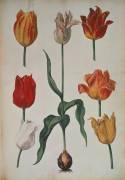 Tulipes (anonyme) - Muzeo.com