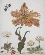 Une tulipe perroquet (Maria Sibylla Graff Merian) - Muzeo.com