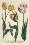 Variétés de tulipes (Georg Dionysius Ehret) - Muzeo.com