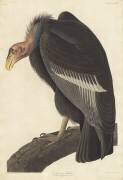 Vautour californien (John James Audubon) - Muzeo.com