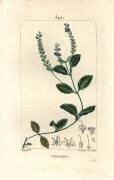 Veronique officinale (Pierre Jean Francois Turpin) - Muzeo.com