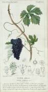 Vigne à raisin (Pierre Jean Francois Turpin) - Muzeo.com