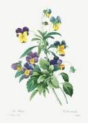 Viola Tricolour (Pierre Joseph Redouté) - Muzeo.com
