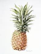 Ananas (Alison Cooper) - Muzeo.com