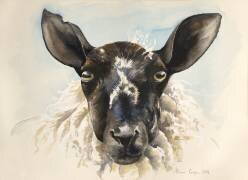 Bonjour Ewe (Alison Cooper) - Muzeo.com