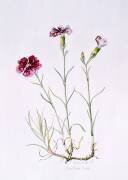 Dianthus (Alison Cooper) - Muzeo.com