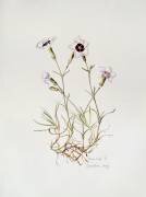 Dianthus Argus (Alison Cooper) - Muzeo.com