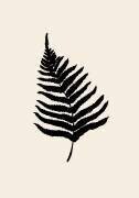 Fern (1x Studio) - Muzeo.com