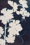 Grape leaves (Marco Campedelli) - Muzeo.com