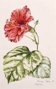 Hibiscus (Alison Cooper) - Muzeo.com
