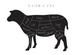 Lamb Cuts (1x Studio II) - Muzeo.com