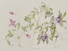 Les Macropetalas (Alison Cooper) - Muzeo.com