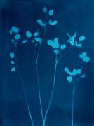 Little Flowers (Marco Campedelli) - Muzeo.com