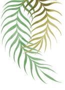 Palm Leaf (1x Studio) - Muzeo.com