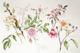 Roses diverses (Alison Cooper) - Muzeo.com