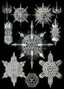 Acantharea, Radiolaria (Ernst Haeckel) - Muzeo.com