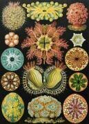 Ascidiae organisms (Ernst Haeckel) - Muzeo.com
