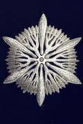 Astrocyathus paradoxus (Ernst Haeckel) - Muzeo.com