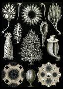 Calcareous Sponges (Ernst Haeckel) - Muzeo.com