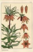 Crown imperial (Eugène Grasset) - Muzeo.com