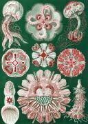 Discomedusae jellyfish (Ernst Haeckel) - Muzeo.com
