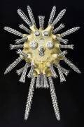 Echinocyamus pusillus (Ernst Haeckel) - Muzeo.com