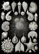 Foraminifera, Protists (Ernst Haeckel) - Muzeo.com