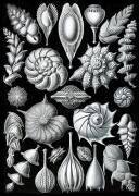 Foraminifera, Protists (Ernst Haeckel) - Muzeo.com
