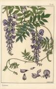 Glycine (Eugène Grasset) - Muzeo.com