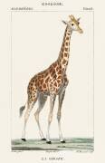 Illustration d'une girafe (Pierre Jean Francois Turpin) - Muzeo.com