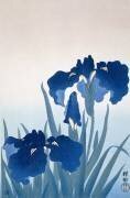 Iris (Ohara Koson) - Muzeo.com