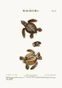 La tortue de mer (George Edwards) - Muzeo.com