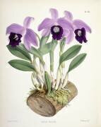 Laelia Dayana (Walter Hood Fitch) - Muzeo.com
