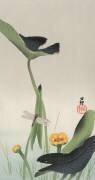Libellule et Lotus (Ohara Koson) - Muzeo.com