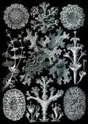 Lichens (Ernst Haeckel) - Muzeo.com